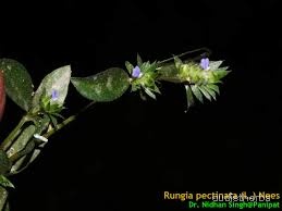 Rungia pectinata fullplant3.jpg